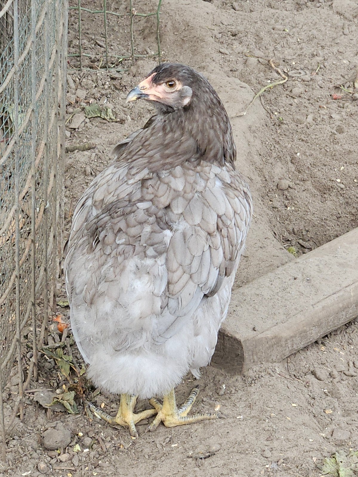 Araucana leghen, Dieren en Toebehoren