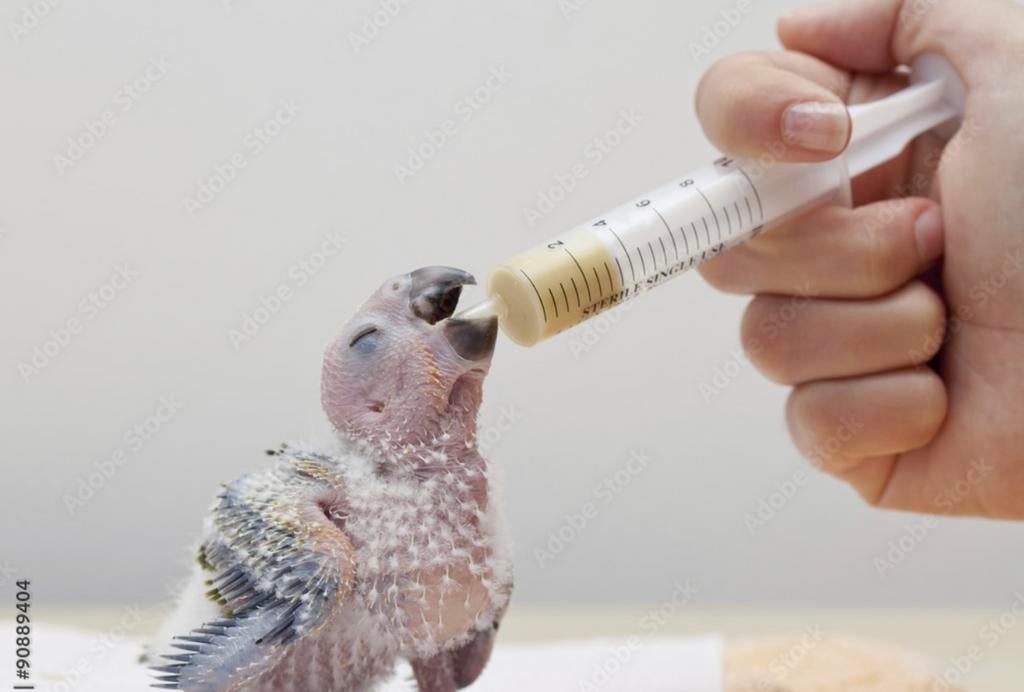 Handopfok vogels/papegaaien gezocht, Dieren en Toebehoren, Papegaai