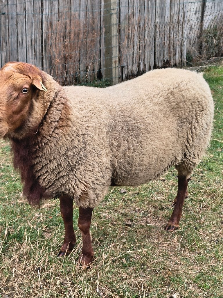 Ardeense Voskop dekram, Dieren en Toebehoren, Mannelijk, Schaap, 3 tot 5 jaar
