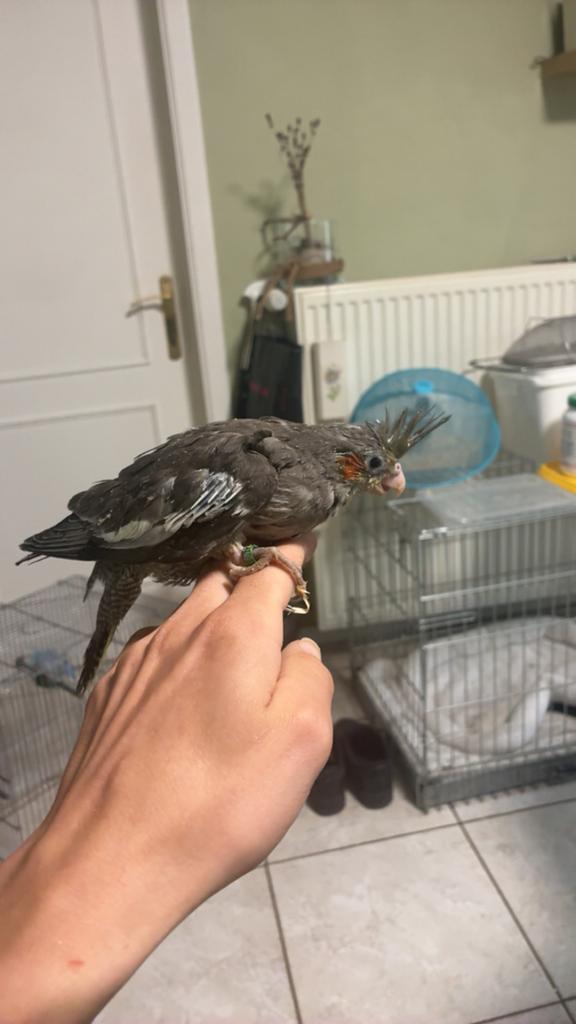 Tamme valkparkieten, Dieren en Toebehoren, Vogels | Parkieten en Papegaaien, Geringd