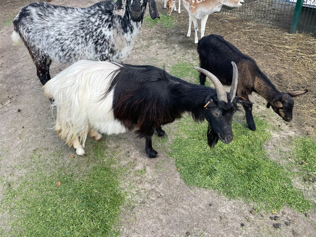 Wallisher geit, Animaux & Accessoires, Moutons, Chèvres & Cochons, Mâle, Chèvre