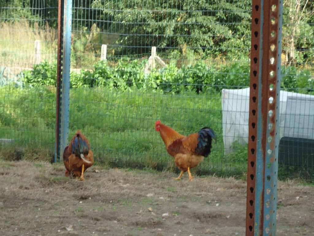 jonge new hampshire hanen, Dieren en Toebehoren, Mannelijk, Kip