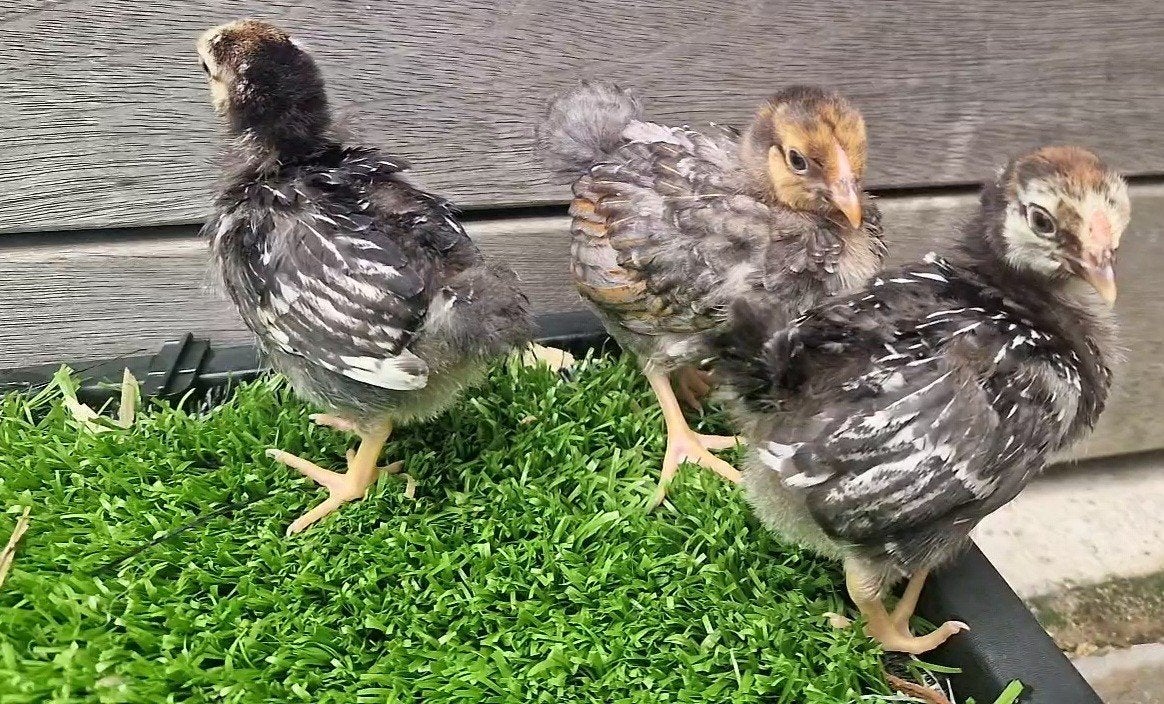 Wyandotte kriel kuikens (3 weken), Dieren en Toebehoren, Pluimvee