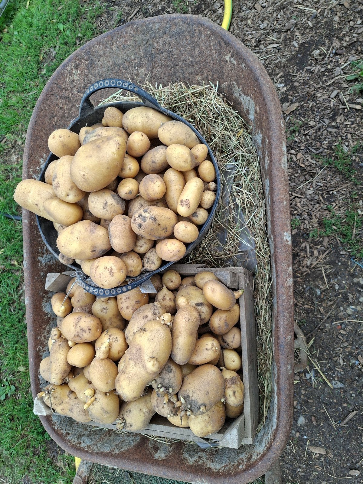 aardappelen te koop, Ophalen