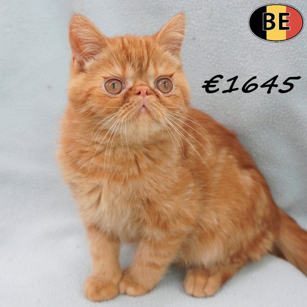 Exotic Shorthair (mâle) chaton à vendre, Chat, Avec puce électronique, 0 à 2 ans