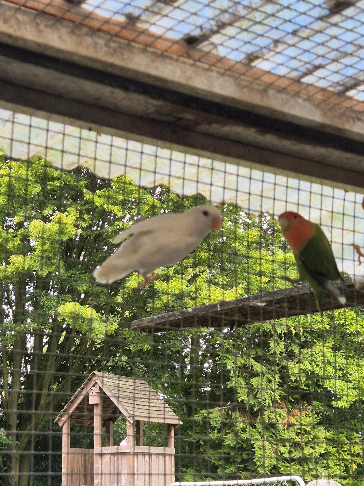 2 jonge witte agaporniden dwergpapaaigen, Dieren en Toebehoren