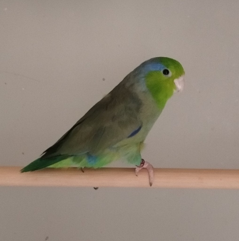 Forpus, Plusieurs animaux, Perroquet nain ou Inséparable, Bagué