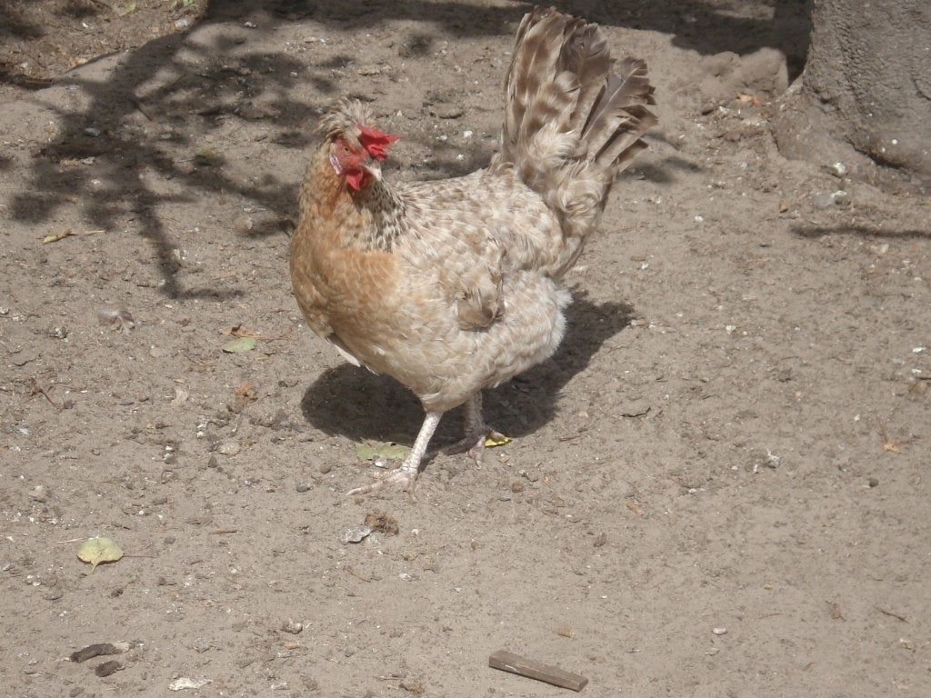 cream legbar hen, Femelle, Poule ou poulet