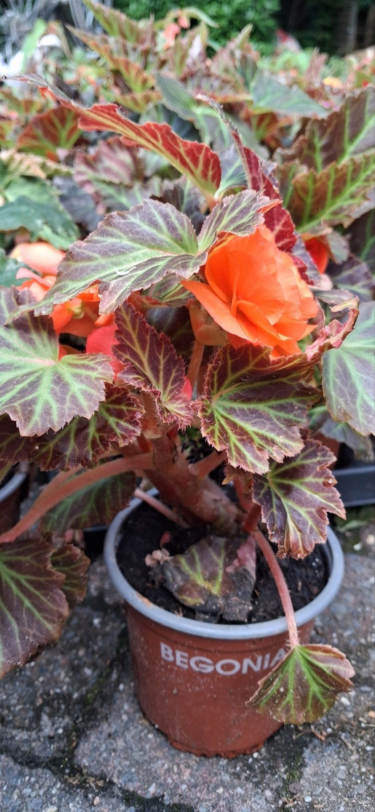 Begonia's, Tuin en Terras, Ophalen