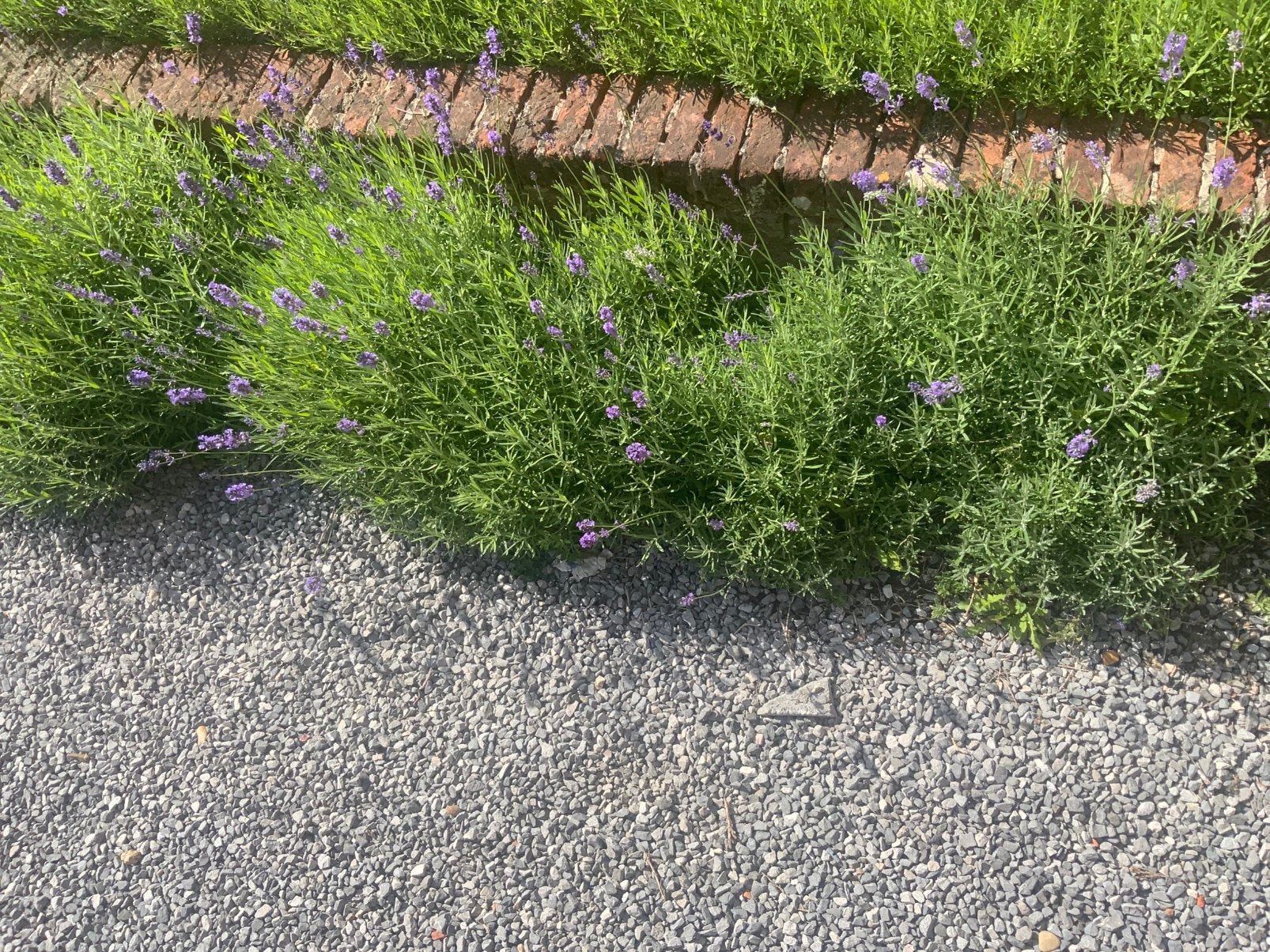 tuinplanten: Grote lavendelhaag + rozenstruiken., Ophalen, Haag