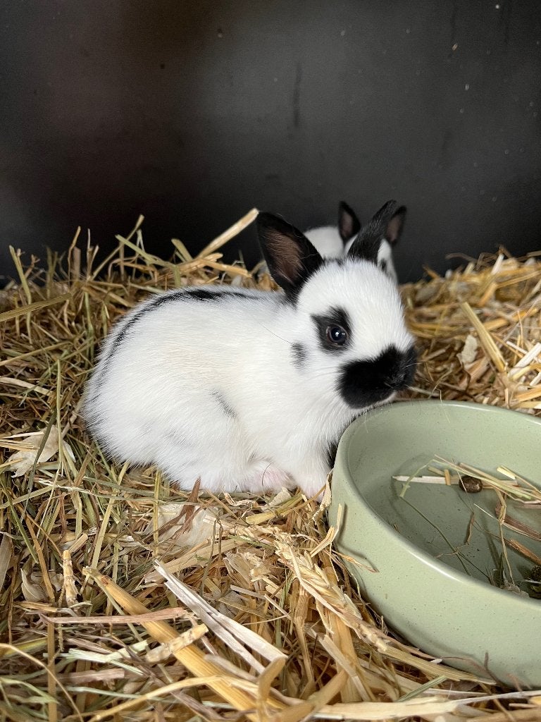 Lotharinger dwergen, Animaux & Accessoires, Lapins, Plusieurs animaux, Nain, 0 à 2 ans