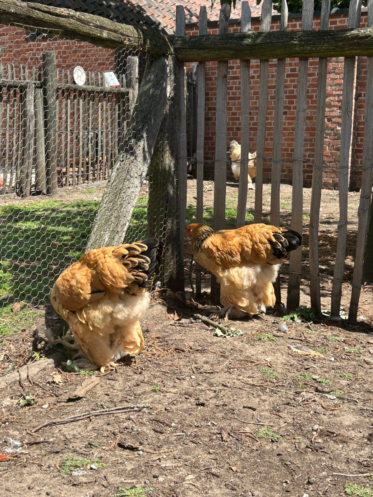 2 jonge brahma hennen, Femelle, Poule ou poulet