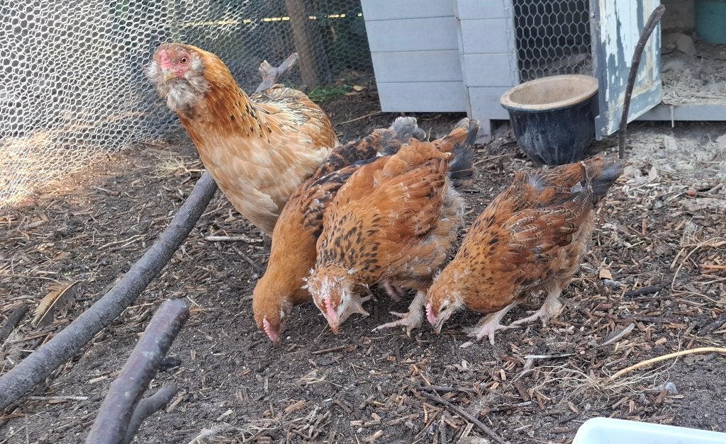 Haan Marans  Araucana groenlegger easter egger, Dieren en Toebehoren, Pluimvee, Mannelijk, Kip