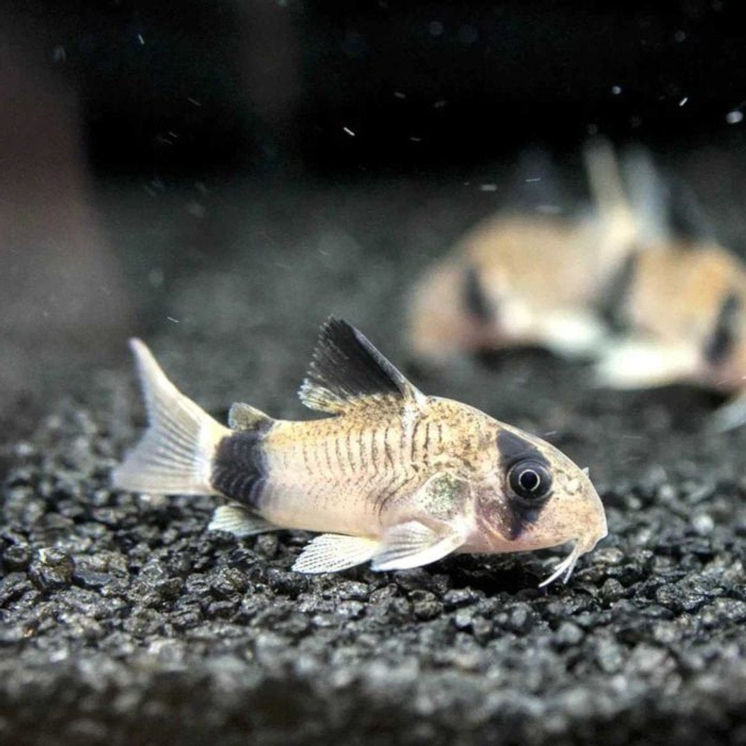 Corydoras Panda, Vis, Zoetwatervis, Schoolvis