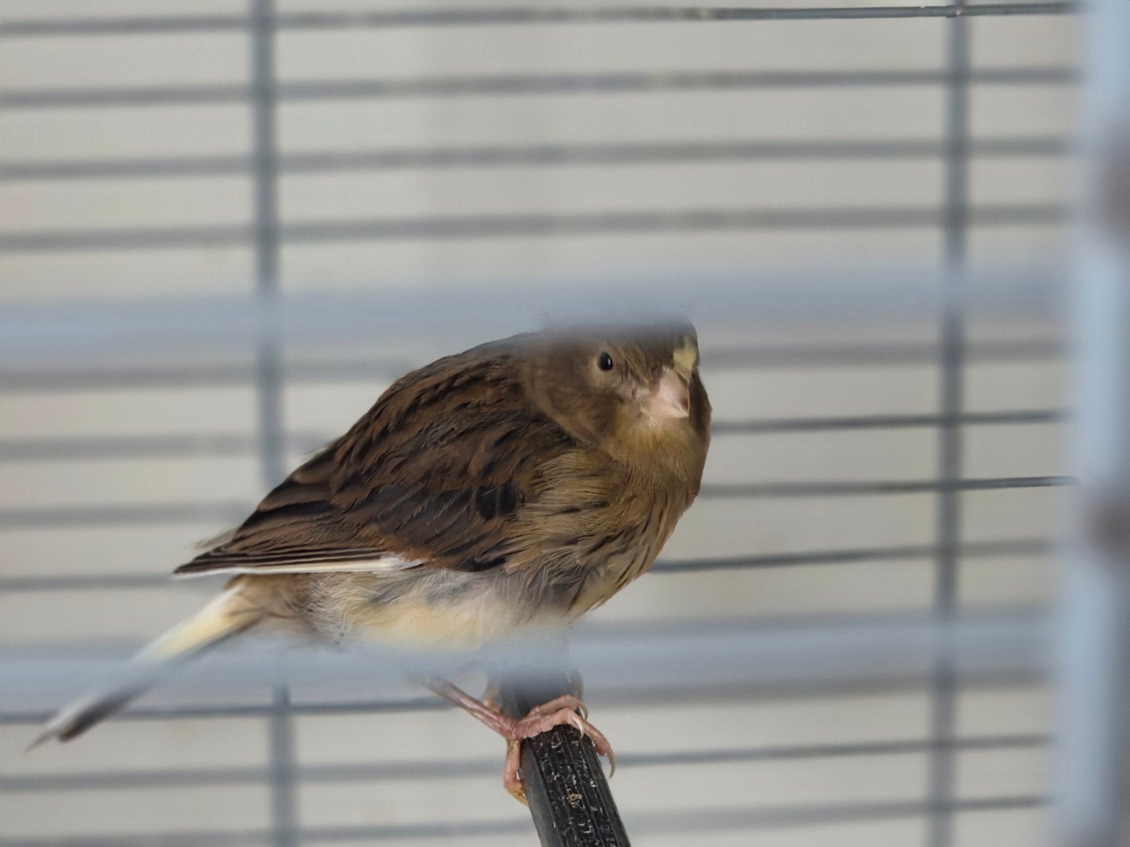 kanarie. geslacht onbekend. 2 maand, Geslacht onbekend