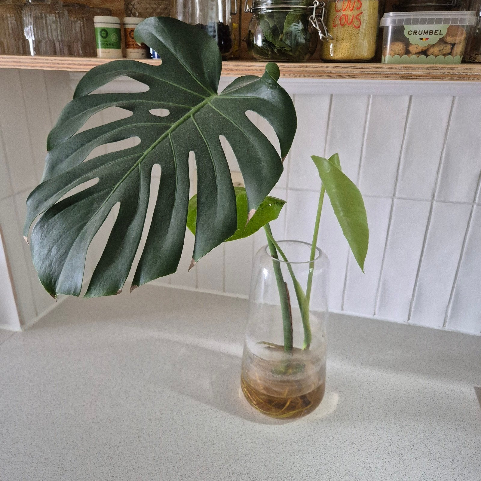 monstera stek, Enlèvement