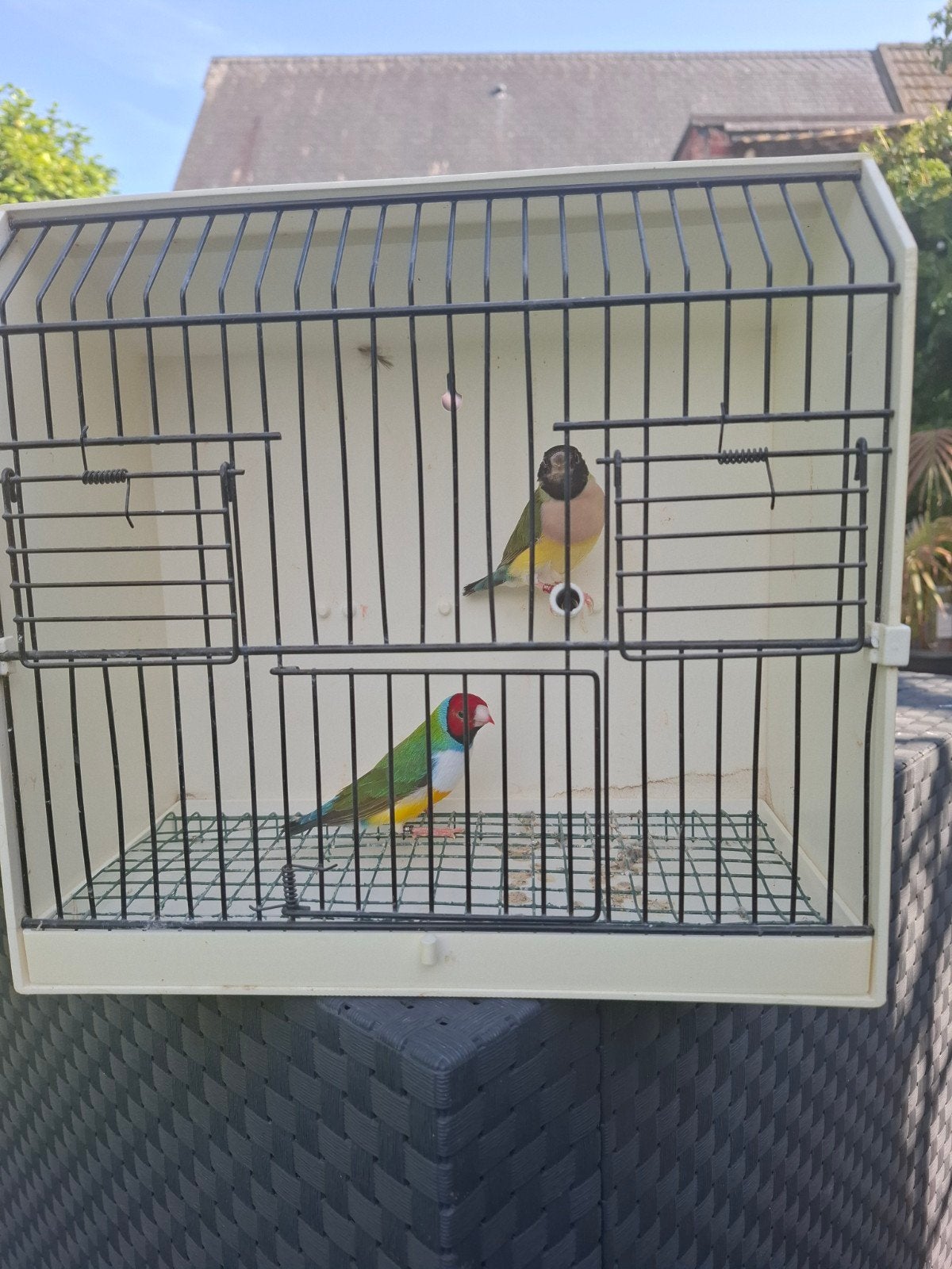 Gouldamadine, Dieren en Toebehoren, Vogels | Overige Vogels