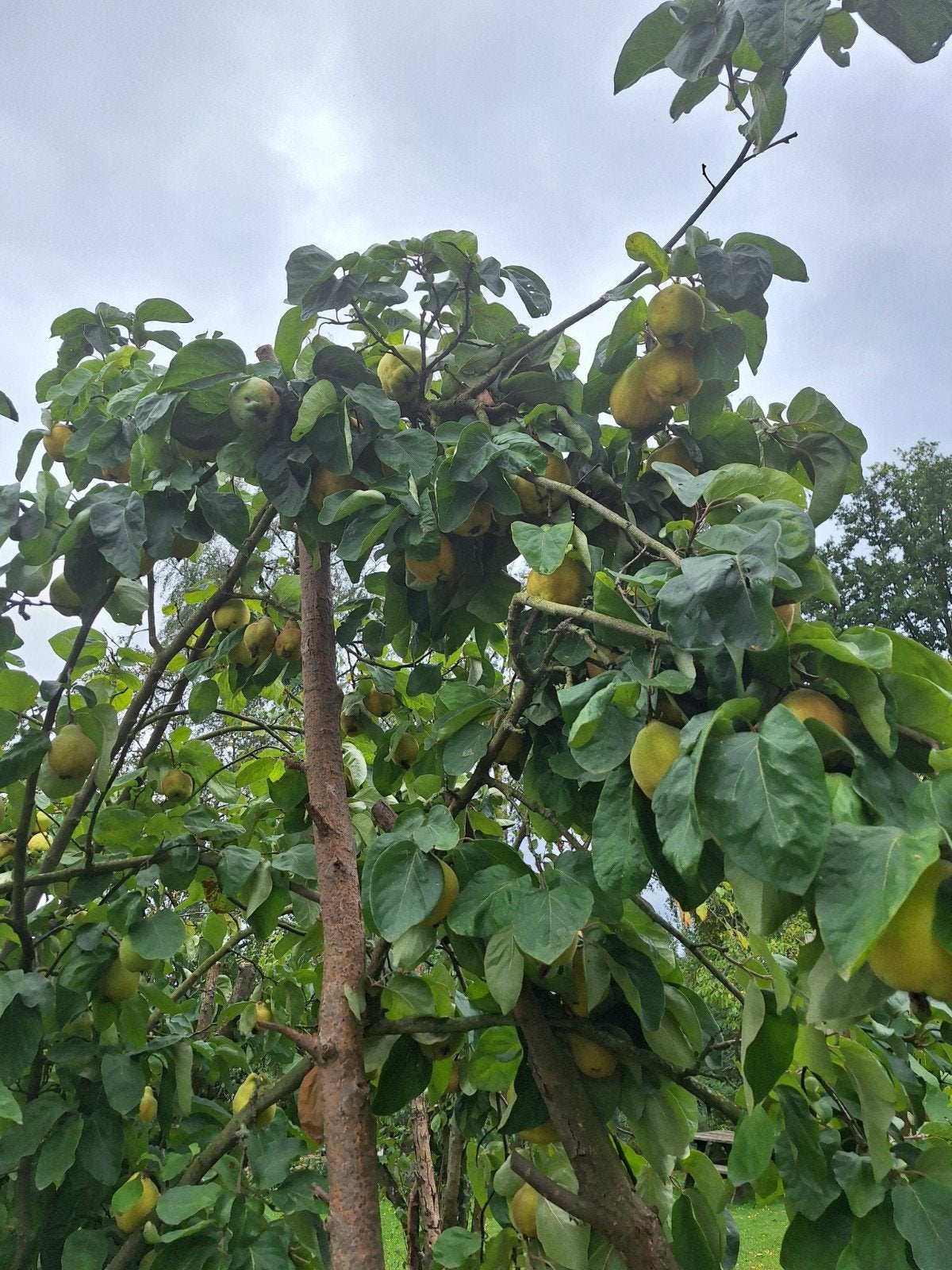 kwee peren, Tuin en Terras, Schaduwdoeken, Ophalen