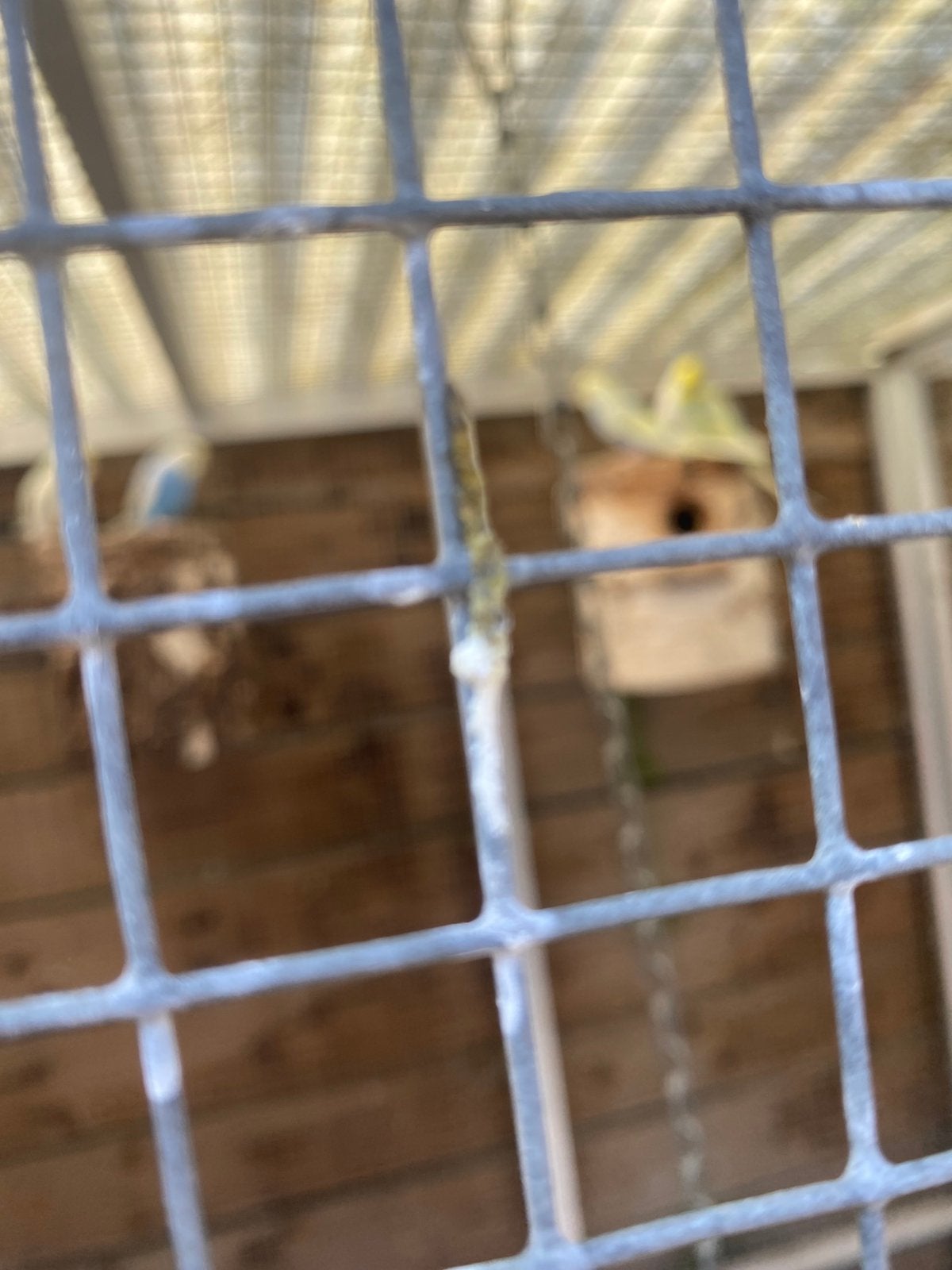 Gras parkieten regeboog, Dieren en Toebehoren, Vogels | Kanaries