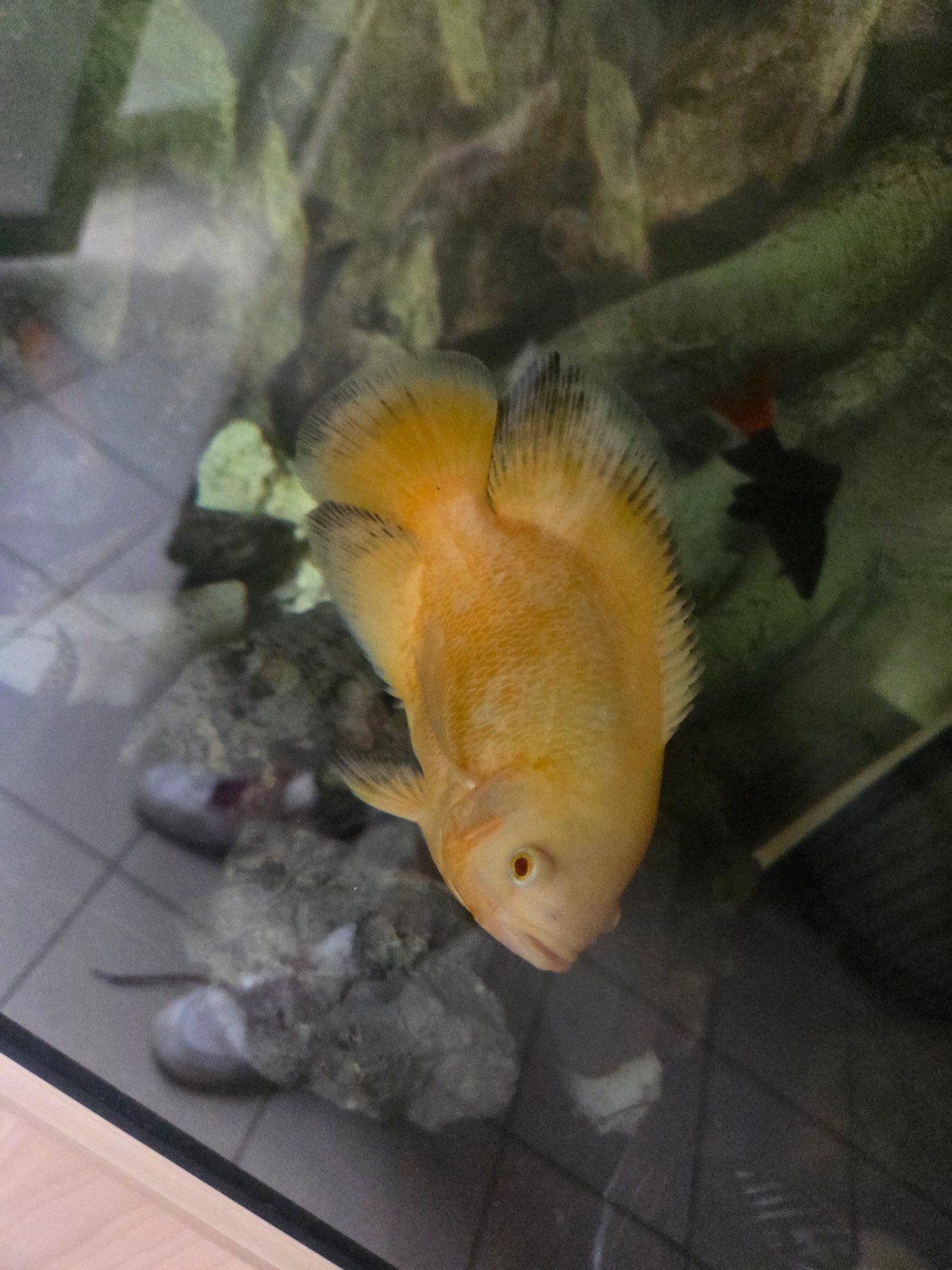 oscars zoeken nieuwe thuis, Vis