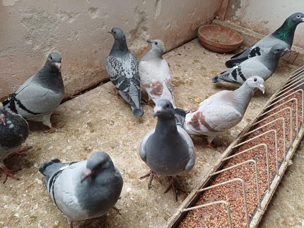 Jonge duifjes uit mijn kweekduiven zonder ring 6 euro, Dieren en Toebehoren, Vogels | Duiven