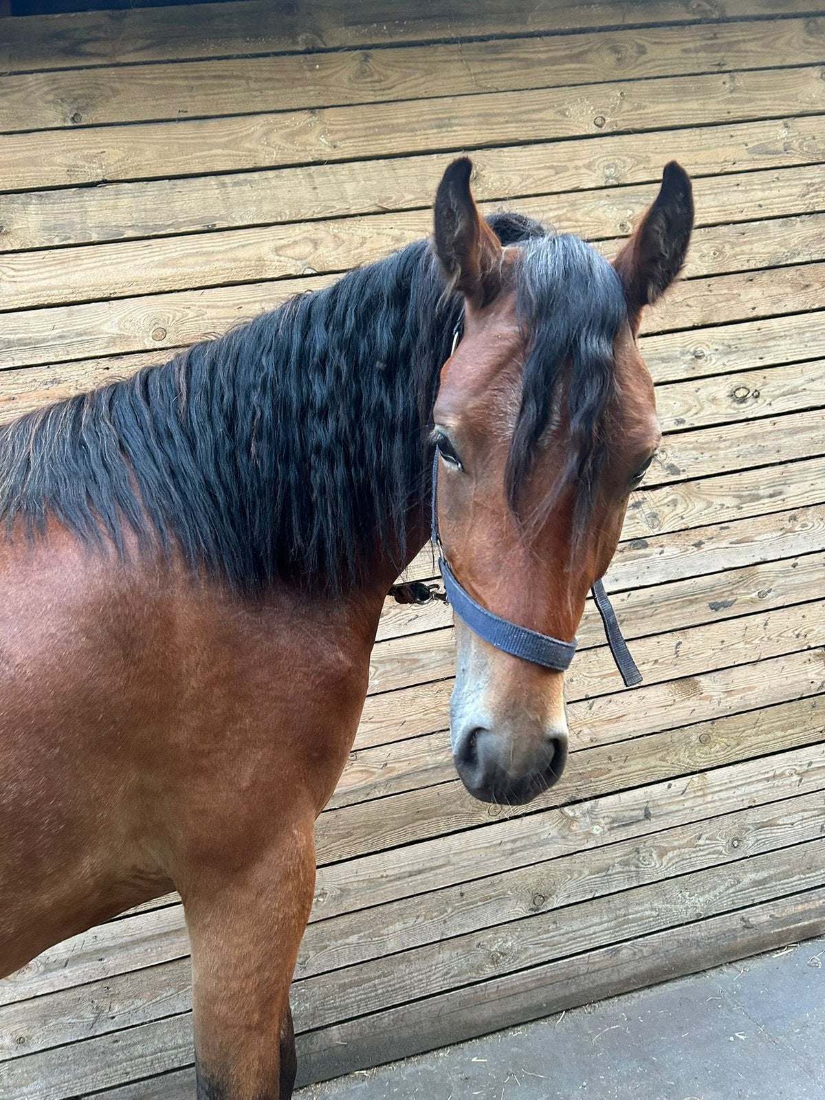 Welsh 3j zadelmak en superbraaf in omgang, Animaux & Accessoires, Poneys, Poney C (1.27 m à 1.37m), Avec pedigree, Débourré, Poney de saut