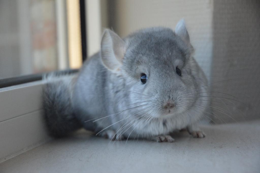chinchilla bokjes, Dieren en Toebehoren, Knaagdieren, Maart, Chinchilla, Mannelijk, Tam