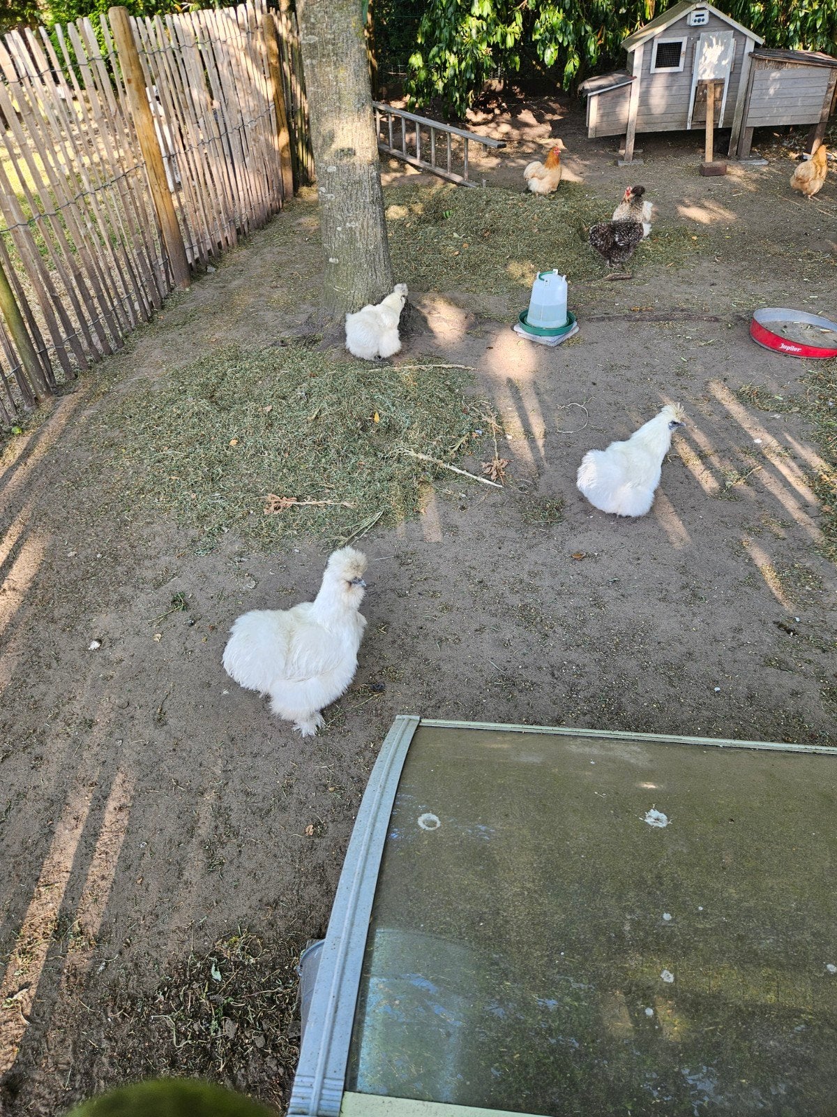 Zijdehoen en cochin kriel kippen, Dieren en Toebehoren