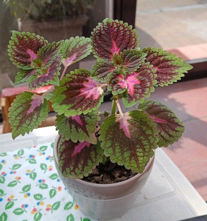 Siernetel Coleus, Bloeiende kamerplant, Ophalen, Halfschaduw, Minder dan 100 cm