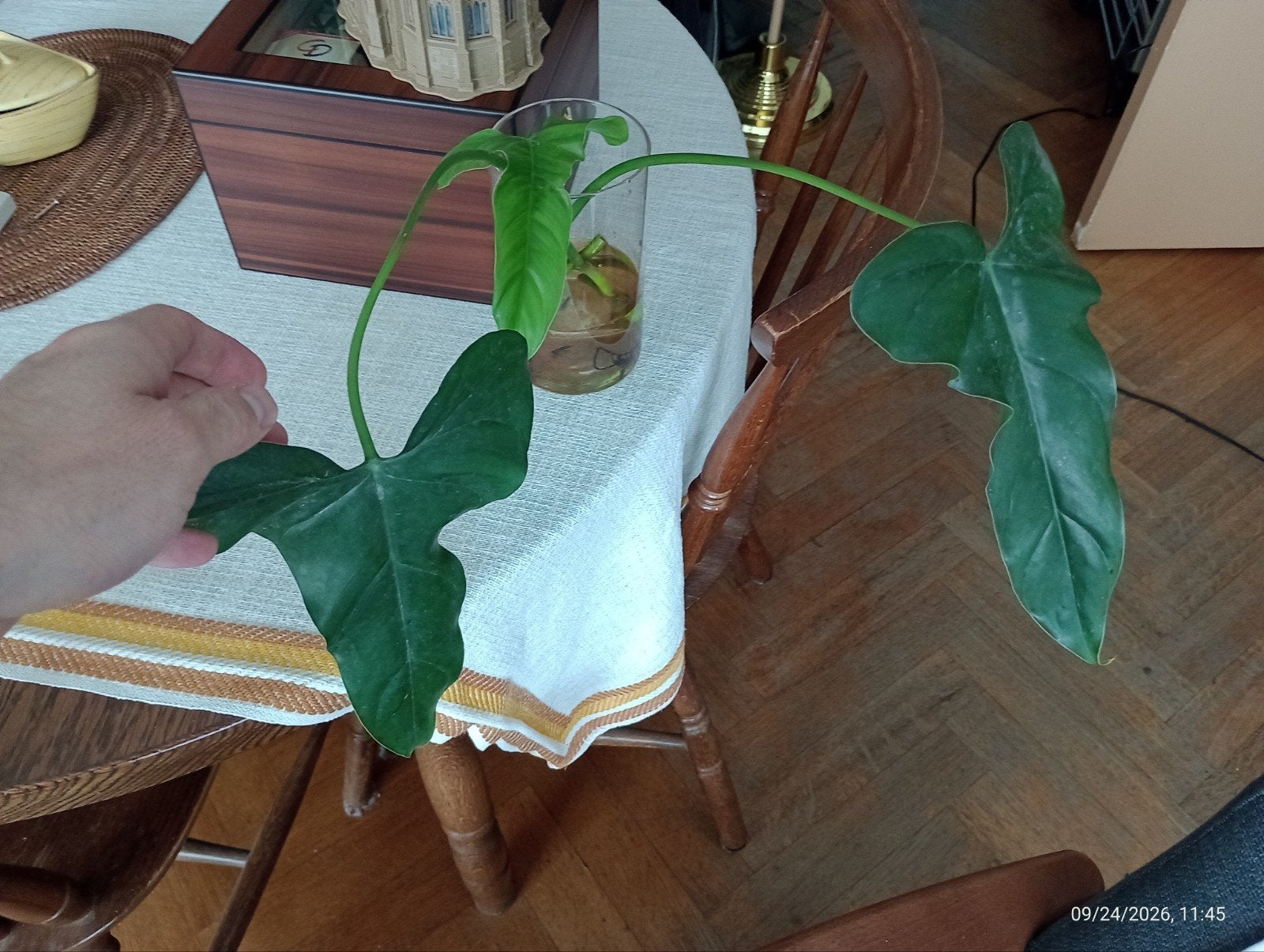 A DONNER Philodendron mexicanum boutures, Autres espèces, Moins de 100 cm, Enlèvement, Plante verte