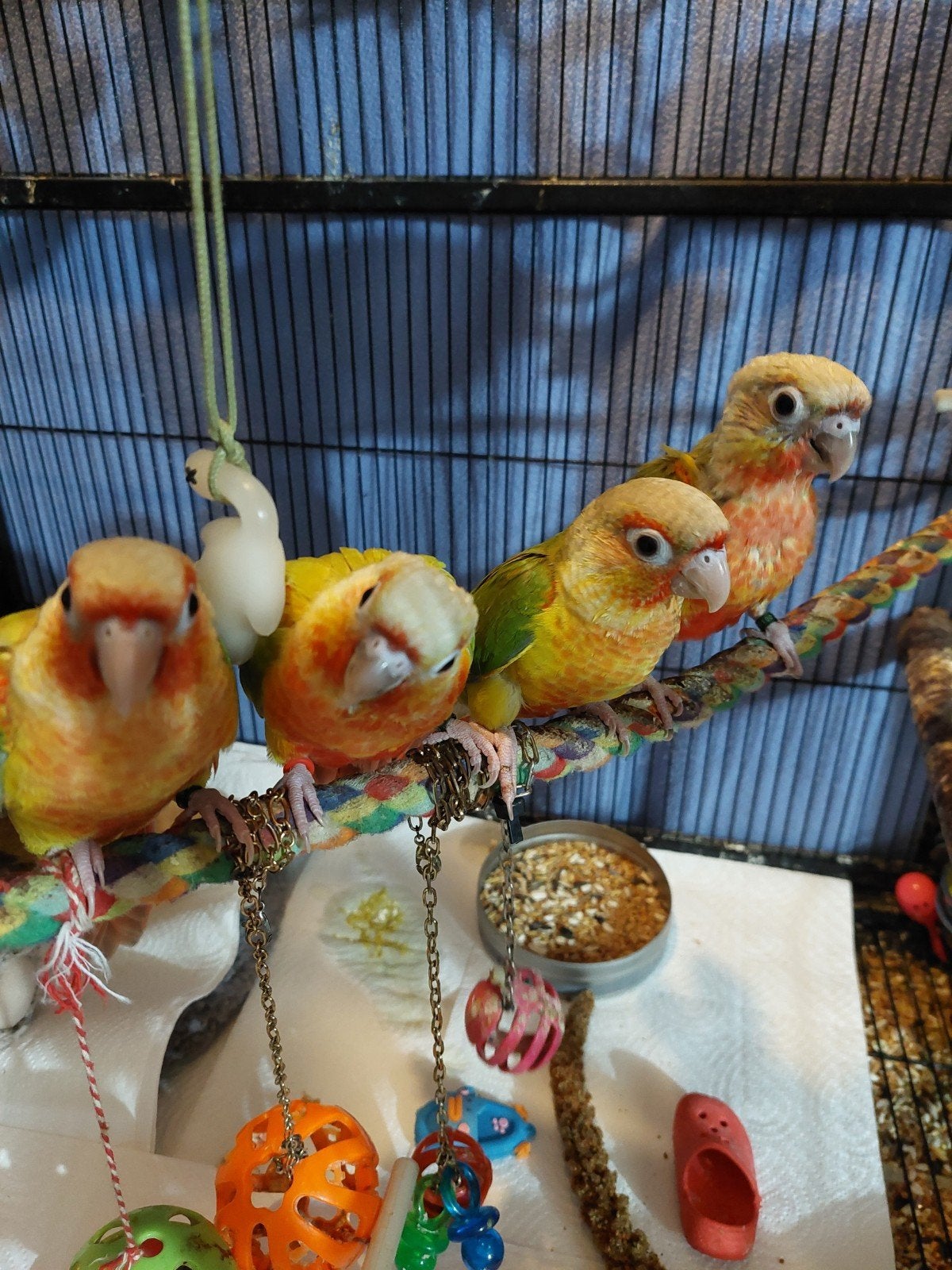 Pyrrhuras dilute et ananas, Animaux & Accessoires, Volatiles, Plusieurs animaux, Autres espèces