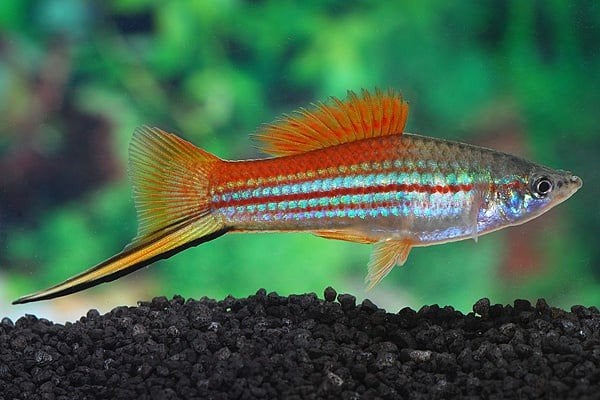 Regenboogzwaarddragers, Poisson, Poisson d'eau douce, Banc de poissons