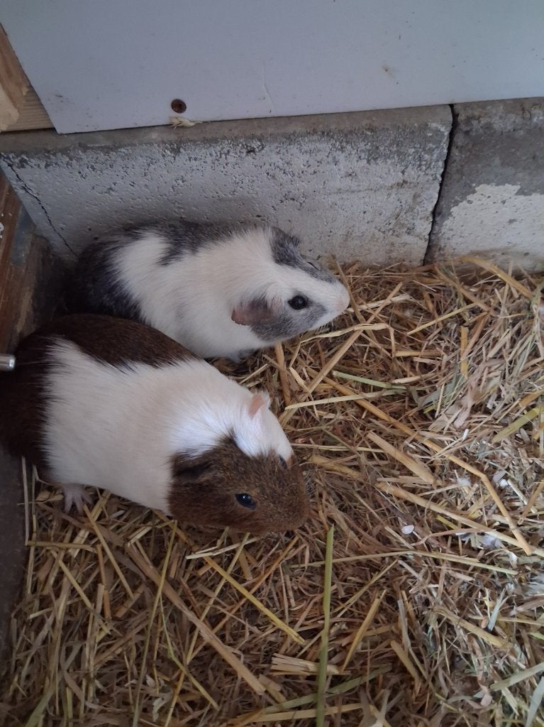 2 cavias mannen, Mâle, Petit