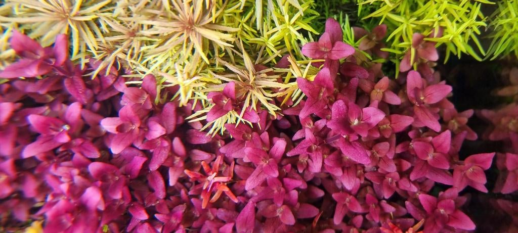 Plantes Aquatiques, Enlèvement ou Envoi