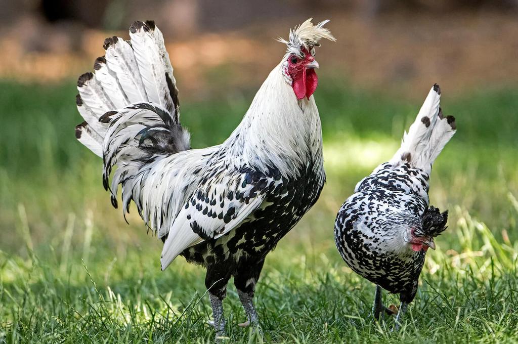 Appenzeller spitskuif broedeieren, Dieren en Toebehoren, Pluimvee