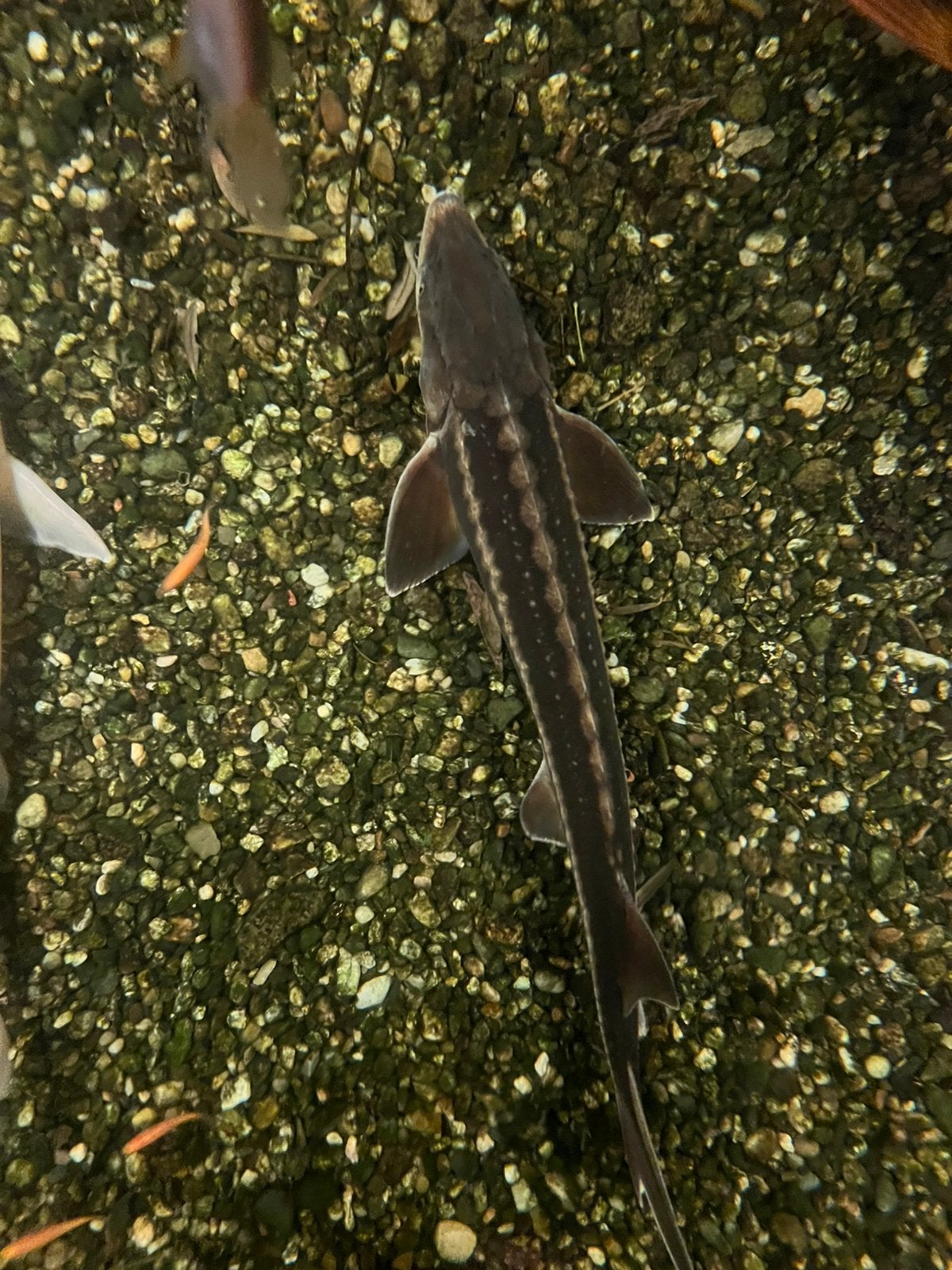 Steur 60-65cm, Dieren en Toebehoren, Vissen | Vijvervissen, Steur
