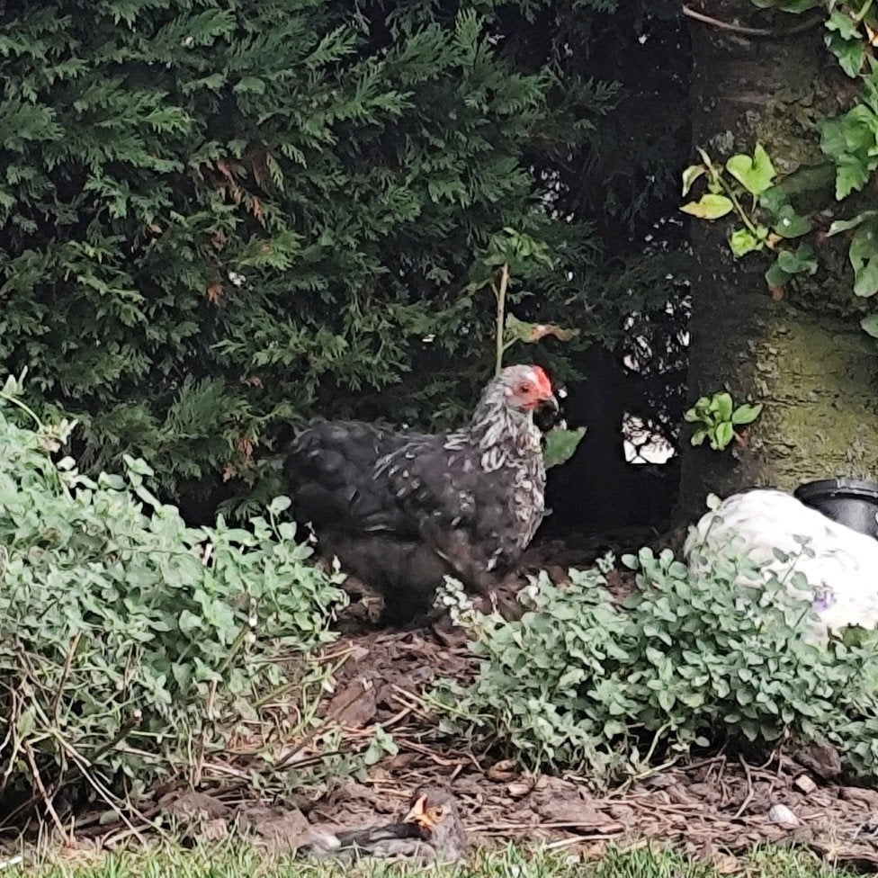 Cochin kriel haan - zilverberken, Dieren en Toebehoren, Mannelijk, Kip