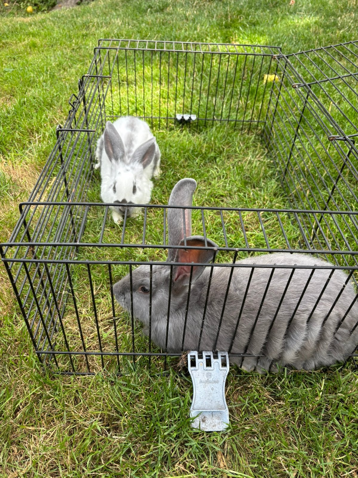 Jonge konijnen, Dieren en Toebehoren, Konijnen, Meerdere dieren, Groot, 0 tot 2 jaar