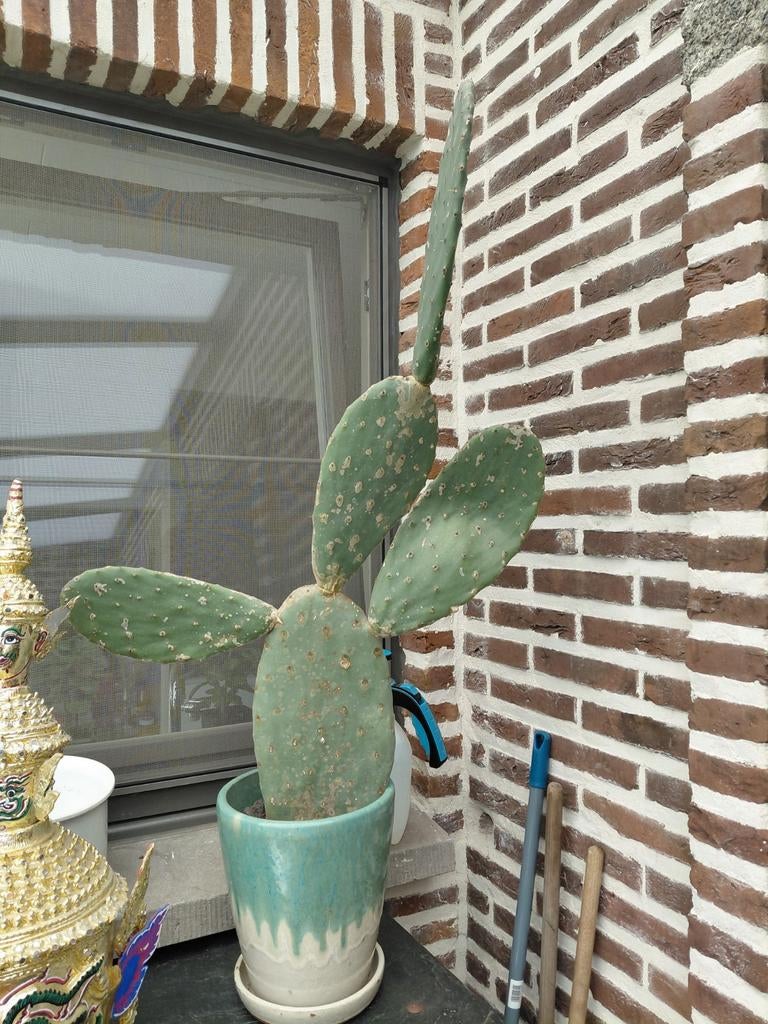 Opuntia indica, Ophalen, Cactus