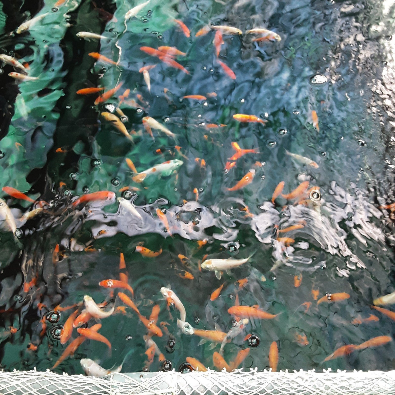 baby koi eigen kweek 6/8cm, Animaux & Accessoires, Carpe ou Koï