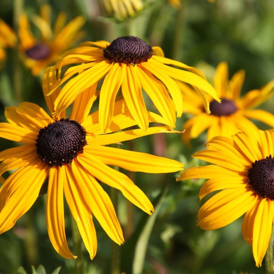 Rudbeckia goldsturm of Gele zonnehoed, Tuin en Terras, Ophalen, Vaste plant, Volle zon