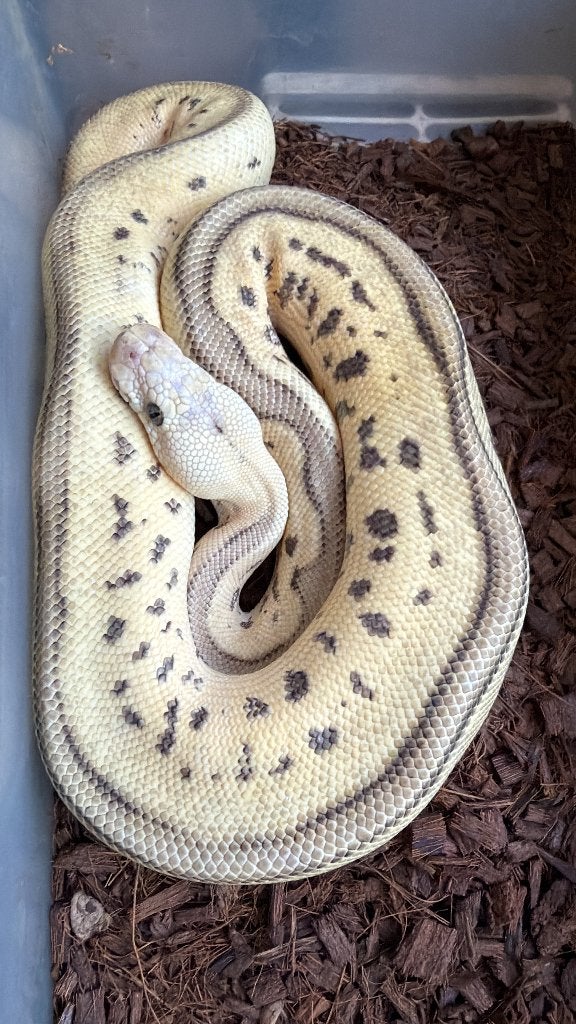 Verschillende ball pythons te koop Ball Python photo 24