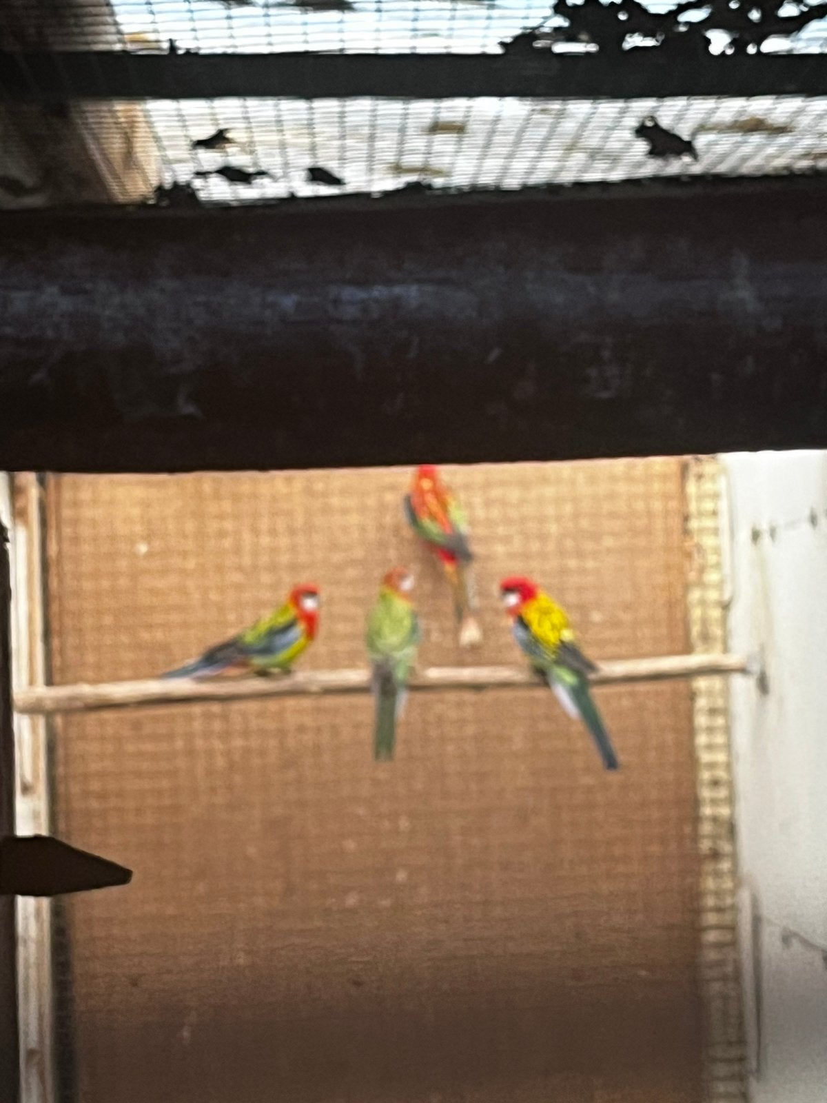 Rode rozellas, Dieren en Toebehoren, Vogels | Parkieten en Papegaaien