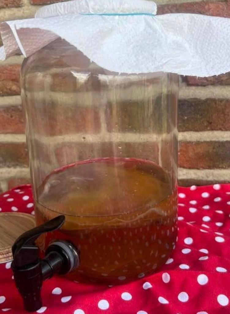 SCOBY + startvloeistof, Diversen, Levensmiddelen, Ophalen