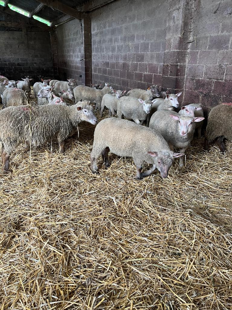 Moutons agnelles, Femelle, Mouton, 0 à 2 ans