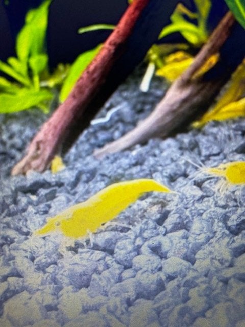 belles crevettes jaunes, Animaux & Accessoires, Homard, Crabe ou Crevette, Poisson d'eau douce, Banc de poissons