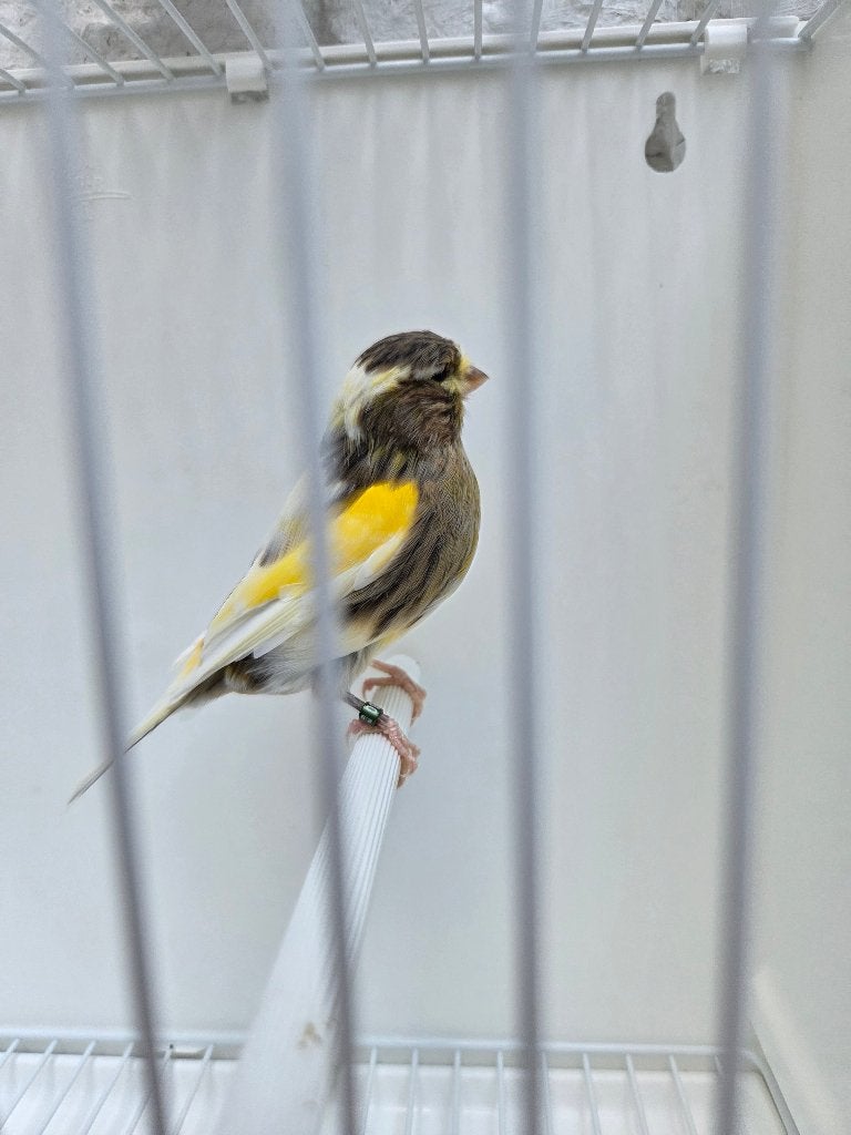 Canaris glosters, Plusieurs animaux, Canari de posture