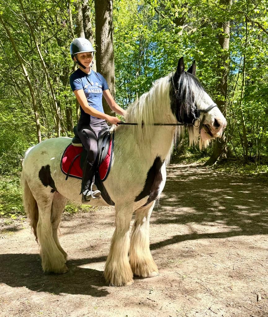 15j brave stevige ruin, Dieren en Toebehoren, Paarden, Ruin