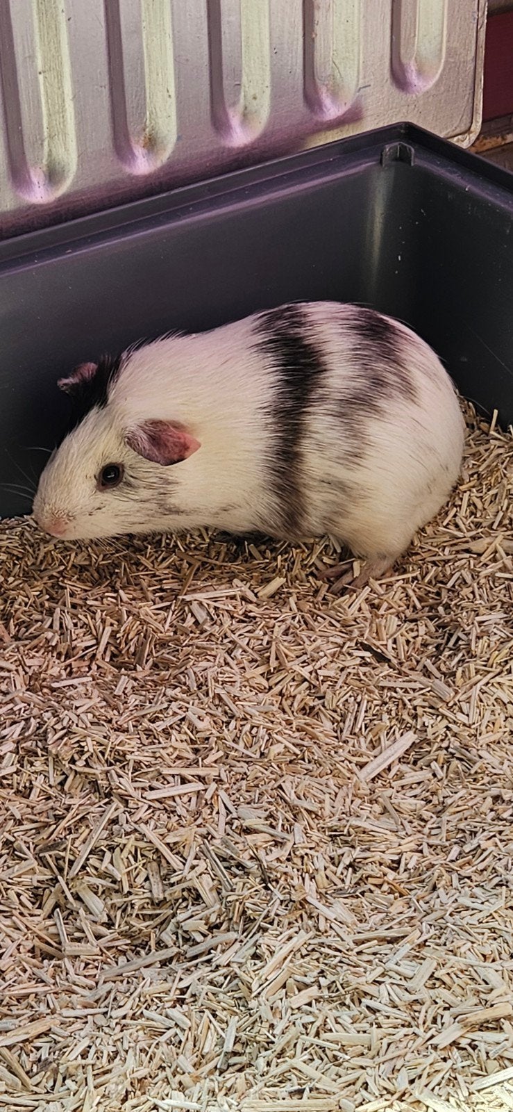 Caviabeer, Dieren en Toebehoren, Cavia, April, Mannelijk, Tam
