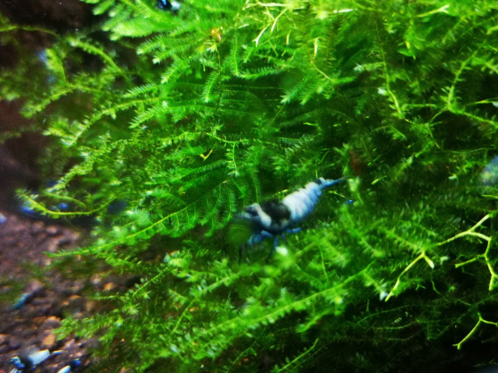 Blue shadow mosura (caridina garnalen)
